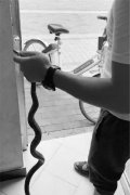 男子庆儿子考上重点大学公园放生2条长蛇 被拘5日