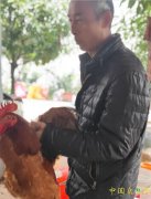 阆中市伊甸园家庭农场高质量发展土鸡土鸭，对外开